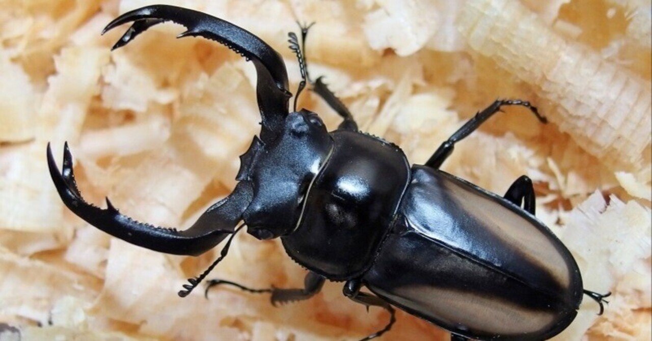 ボイレアウシカクワガタの飼育記録【2016～2017】｜AKECHI