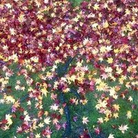 上板橋の素敵なお花屋さん ミルティーユフルール じょーほっかー Note