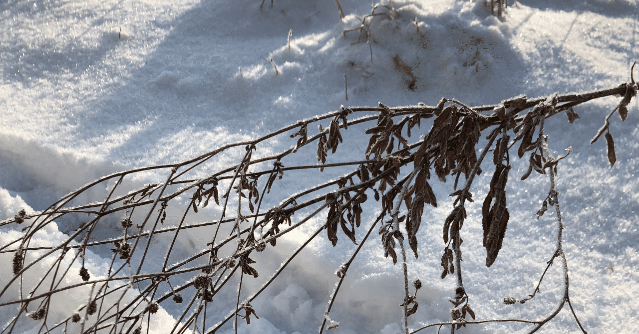 主婦 議論する 口 雪 ブラシ Touei Shoukai Jp