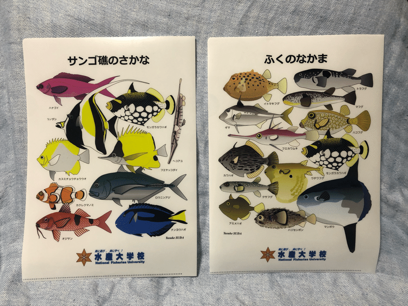 魚雑貨を愛でる時 水産大学校のクリアファイル 太刀魚ユウキ Note
