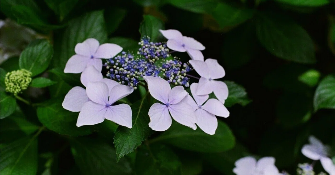 フィルムカメラと紫陽花｜あなでじ