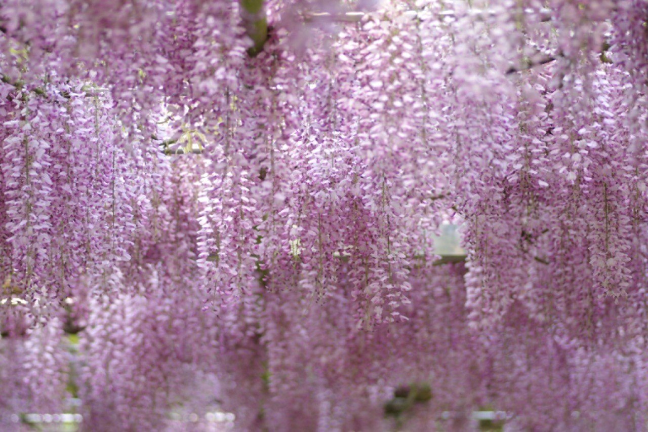 鬼滅の刃グルメガイド 隊士達のごはん事情 Goto 無限列車編 Kuu Note