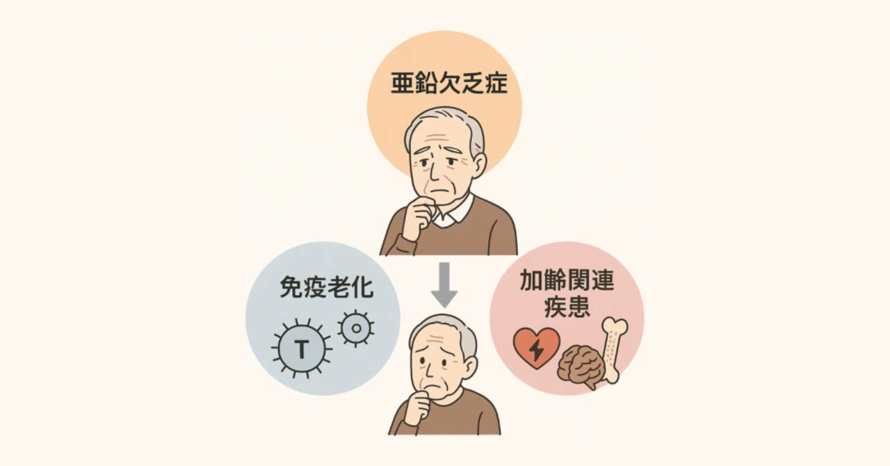 最新｜免疫老化と加齢関連疾患の関連性を示す可能性のある亜鉛欠乏症