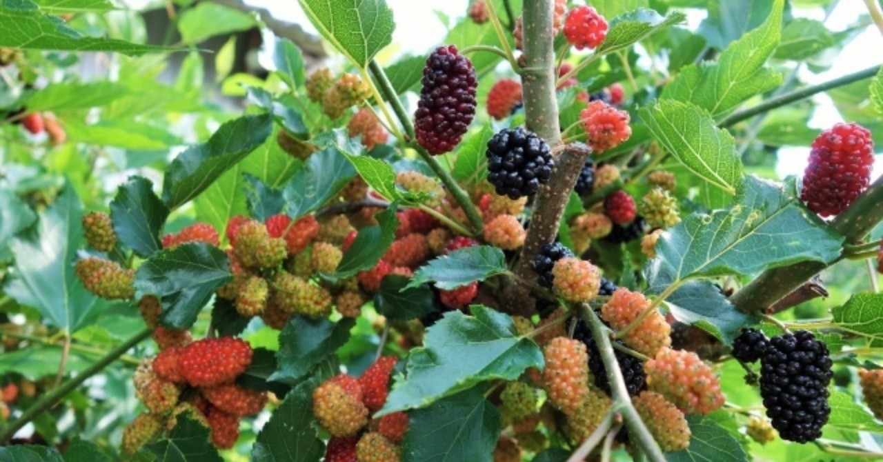 ハーブの紹介 マルベリー Mulberry しろ Note