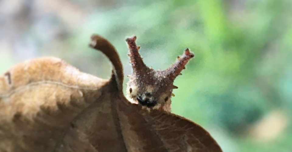 オオムラサキ 幼虫 かわいい