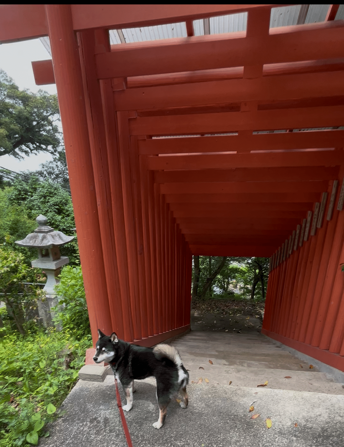 名所に挟まれぶっ飛ばされる市ー島根・益田を愛犬と散策@『高津柿本