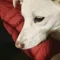 タピ日記| 山犬倶楽部