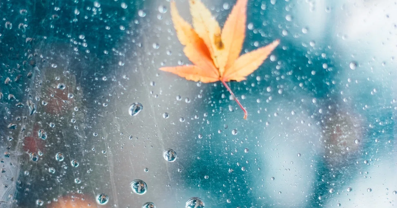 雨が降るたび、やさしくなれる気がする|彩
