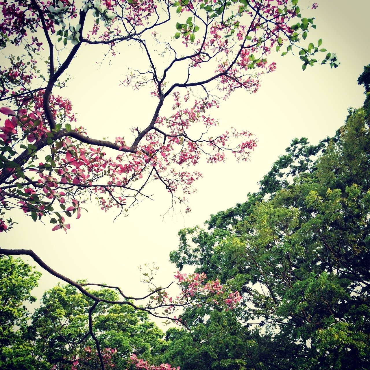 4月下旬の花見はやっぱり寒い 三澤 たかし Note