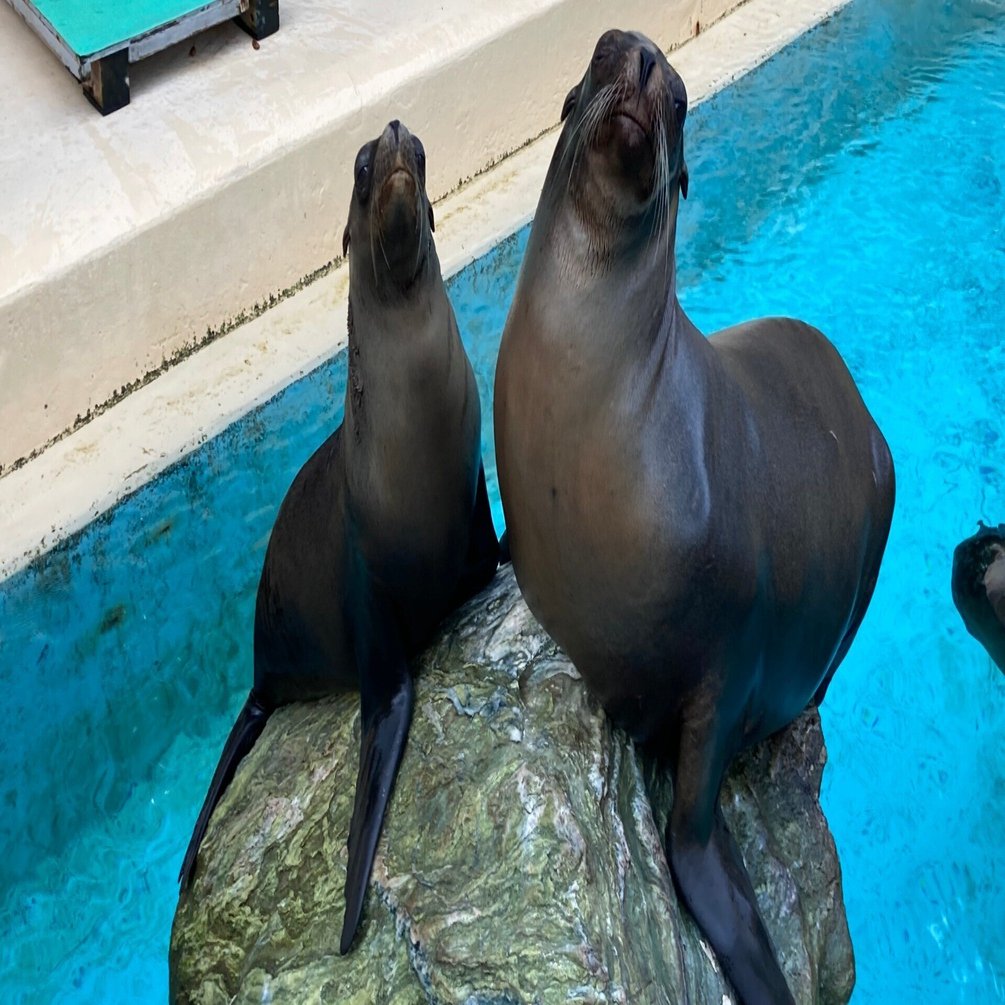 今日は世界アシカの日！桂浜のアシカたち｜桂浜水族館 公式