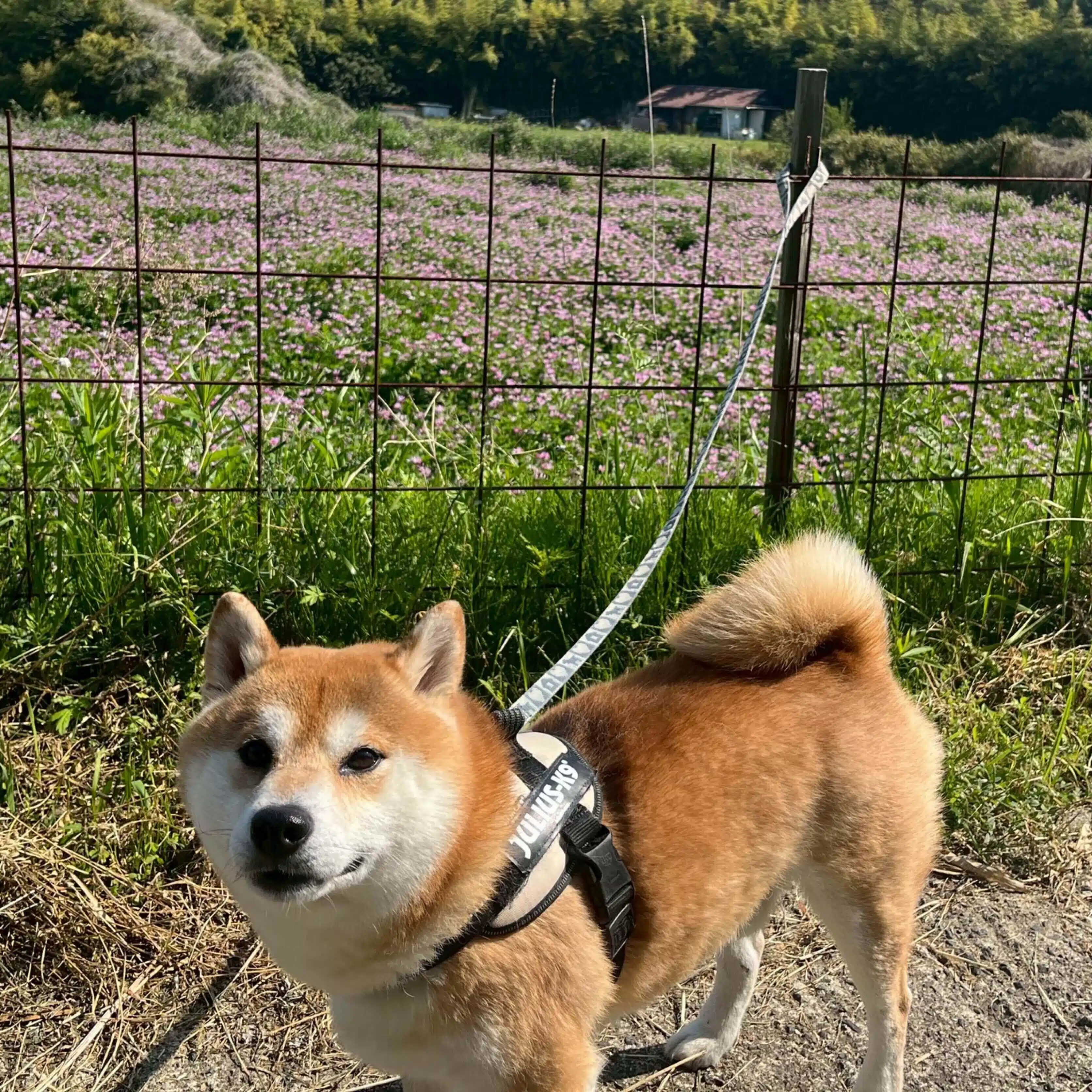 ゆ