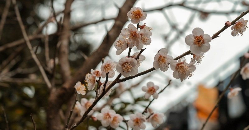 庭の梅の花