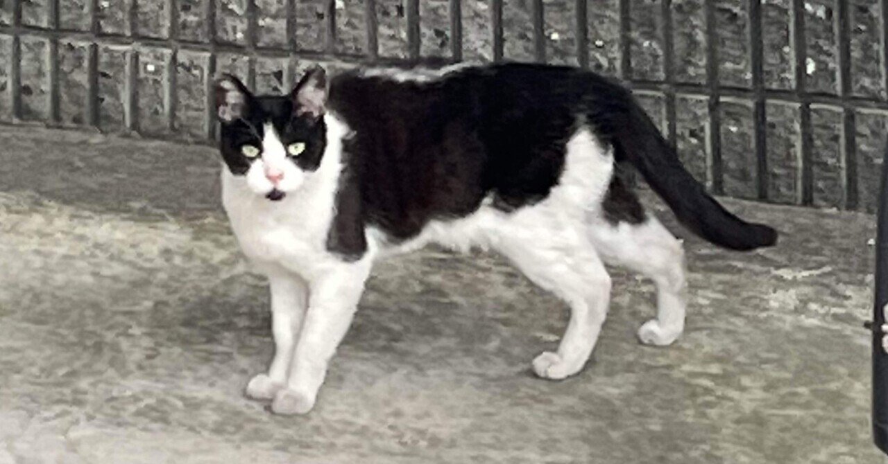 【超目玉】 🐈‍⬛黒いアゴがイケてますやん❣️📚ss｜まるまるの虫 カメさん その他