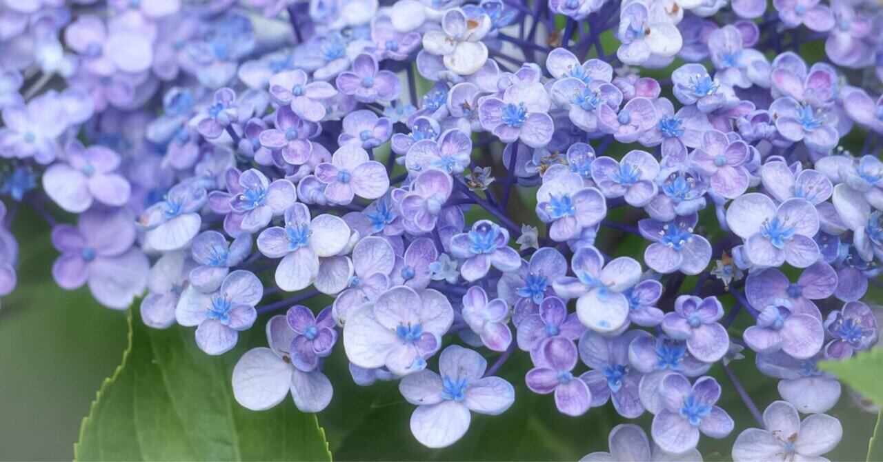 アジサイ 水彩色鉛筆画 額なし mqdefault.jpg