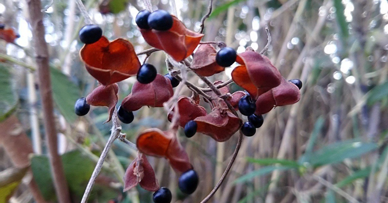 不思議な実がなる木の名前は スー Note