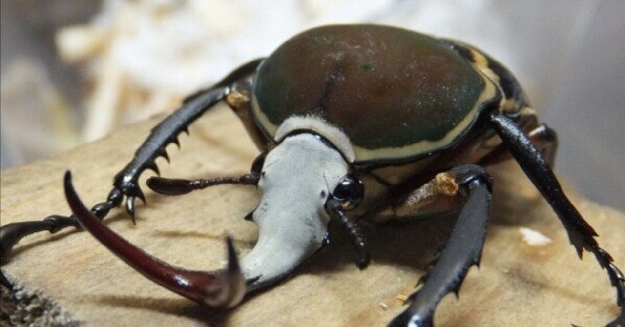 デュカリスサスマタカナブン　45mm デュカリスサスマタカナブン 45mm