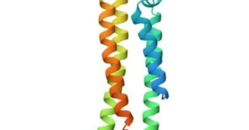 ApoE-derived antimicrobial peptides: Why a 25-year-old study is being ...