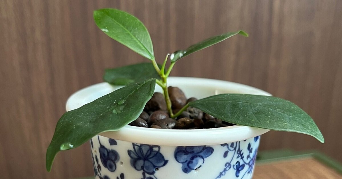 a*s様 【発根管理手順書付/贈り物にも】 斑入り パンダガジュマル 挿し木用 maxresdefault.jpg