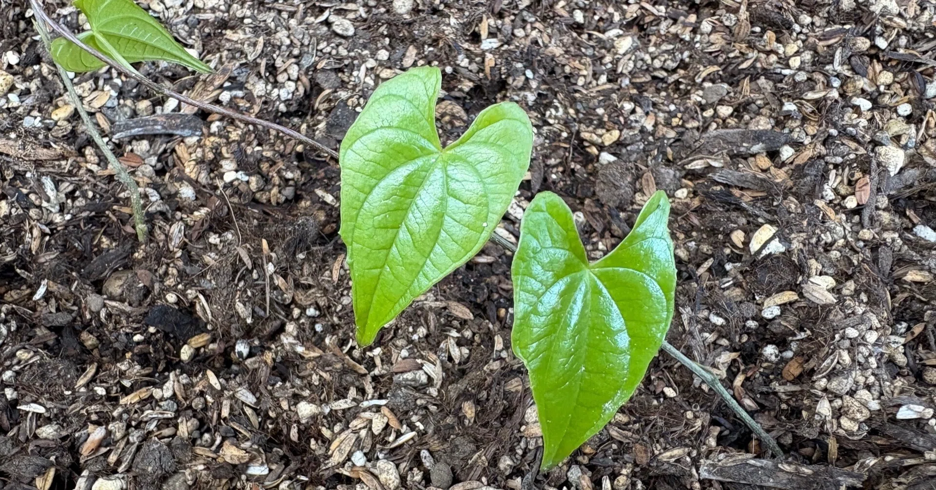 葉っぱ ハート💚の葉っぱ｜ぎょろ