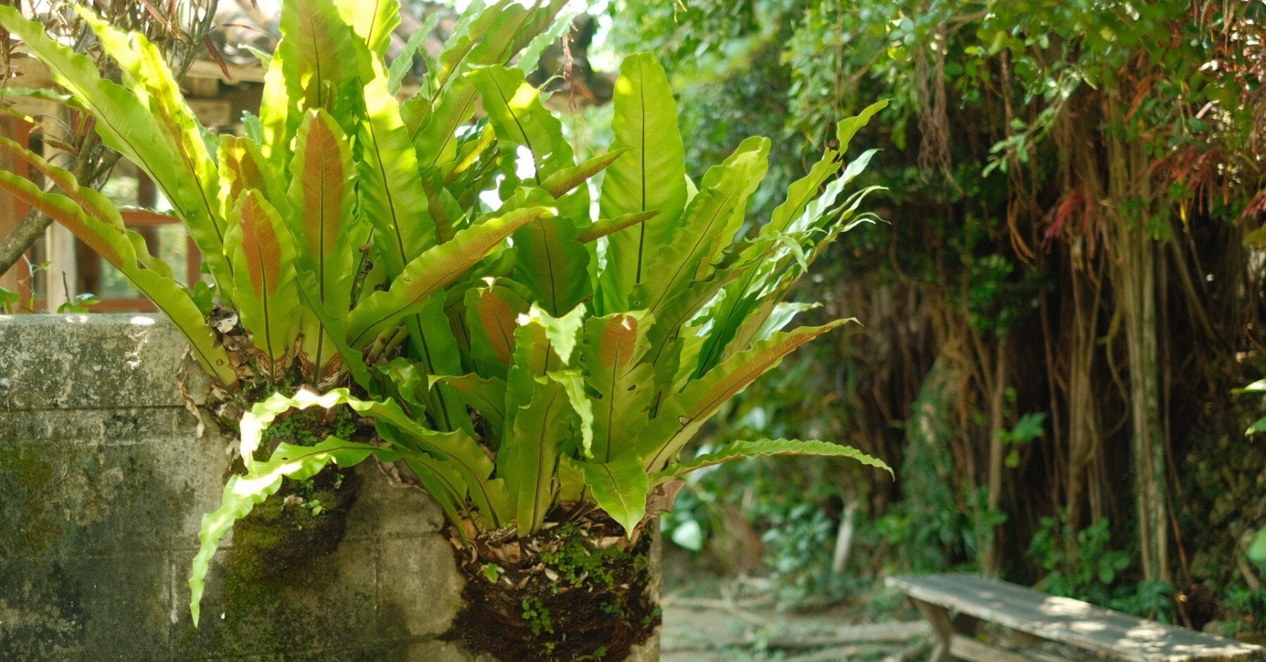 沖縄のシダ植物 オオタニワタリを食べてみた！｜毎日note/珈琲と