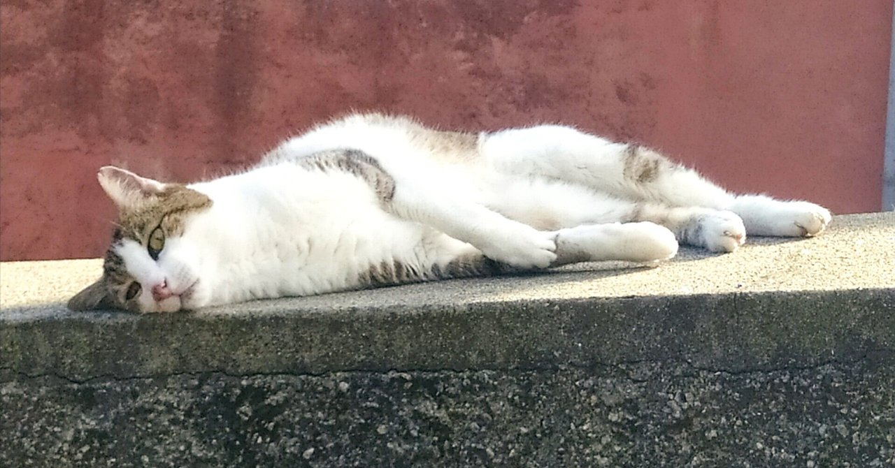 岩盤浴をする猫様 岩盤浴をする猫様 岩盤浴をする猫様 岩盤浴をする猫