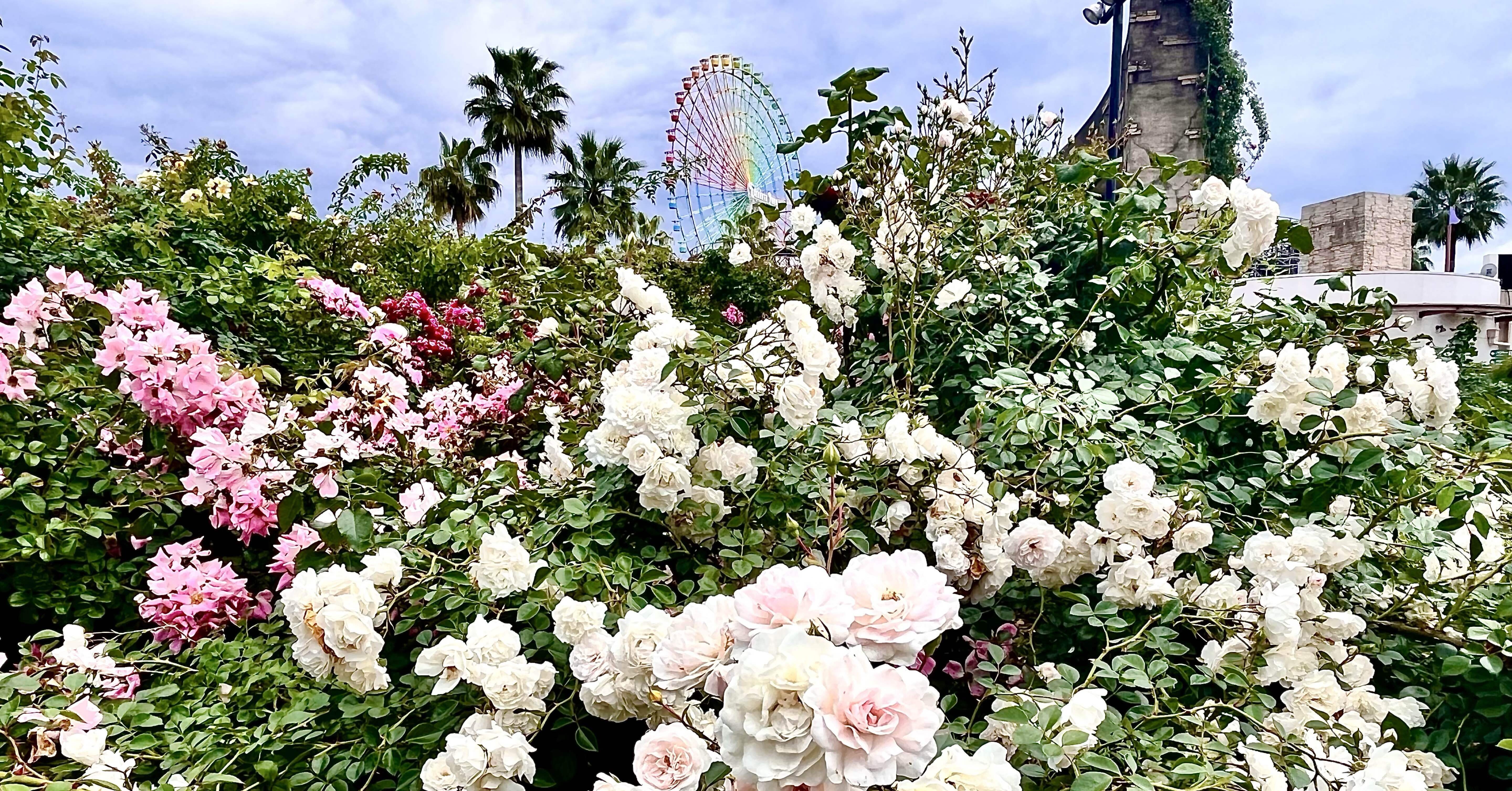 大阪・ひらパーで、70年に渡って多くの人々に愛されてきたバラ園を