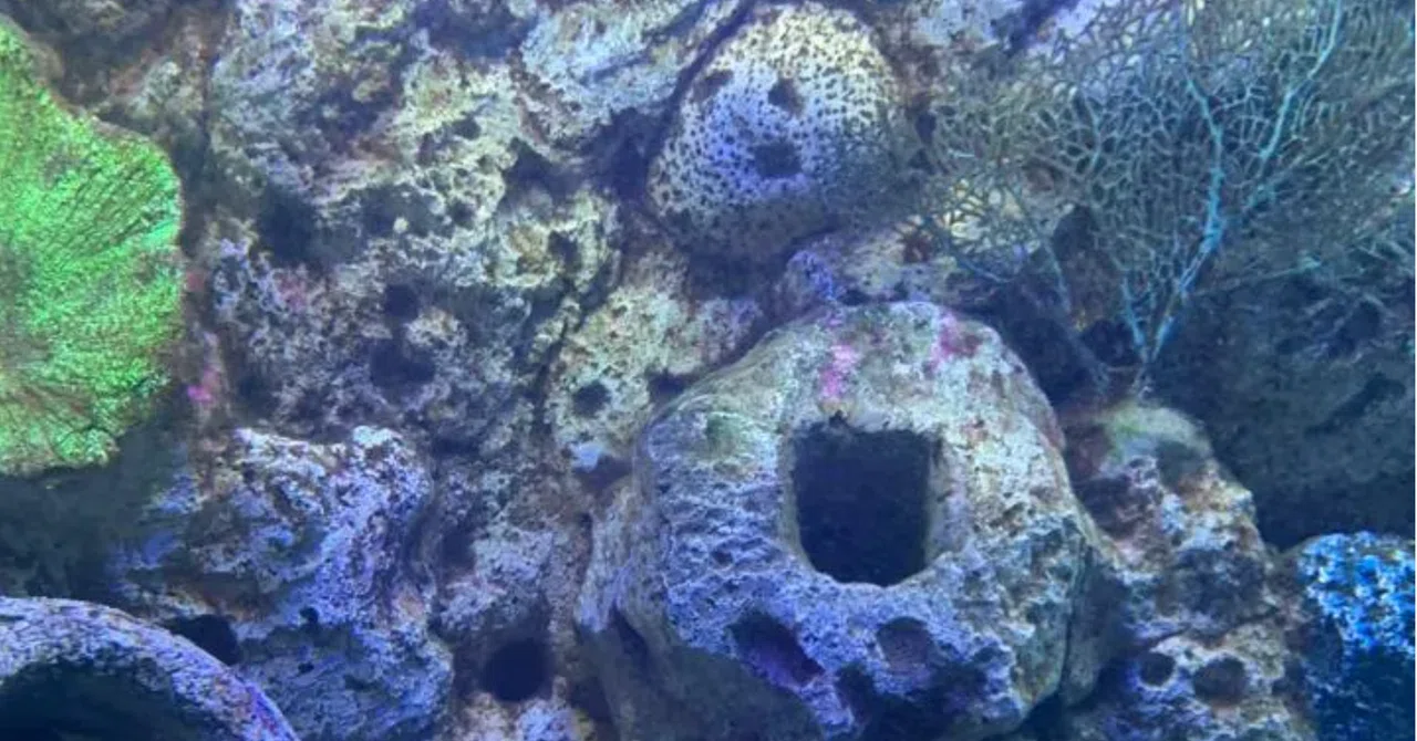 Experience the World of the Ocean at Jakarta's Popular Tourist Spot ...