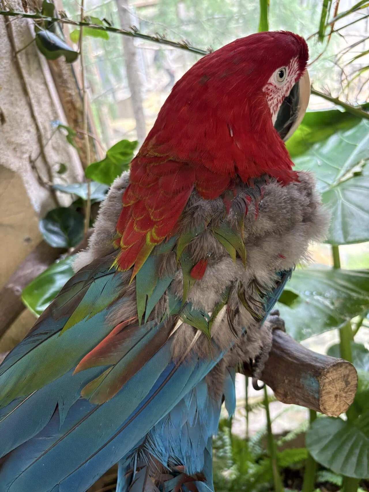 オウムインコデーって知っていますか！？｜那須どうぶつ王国公式note