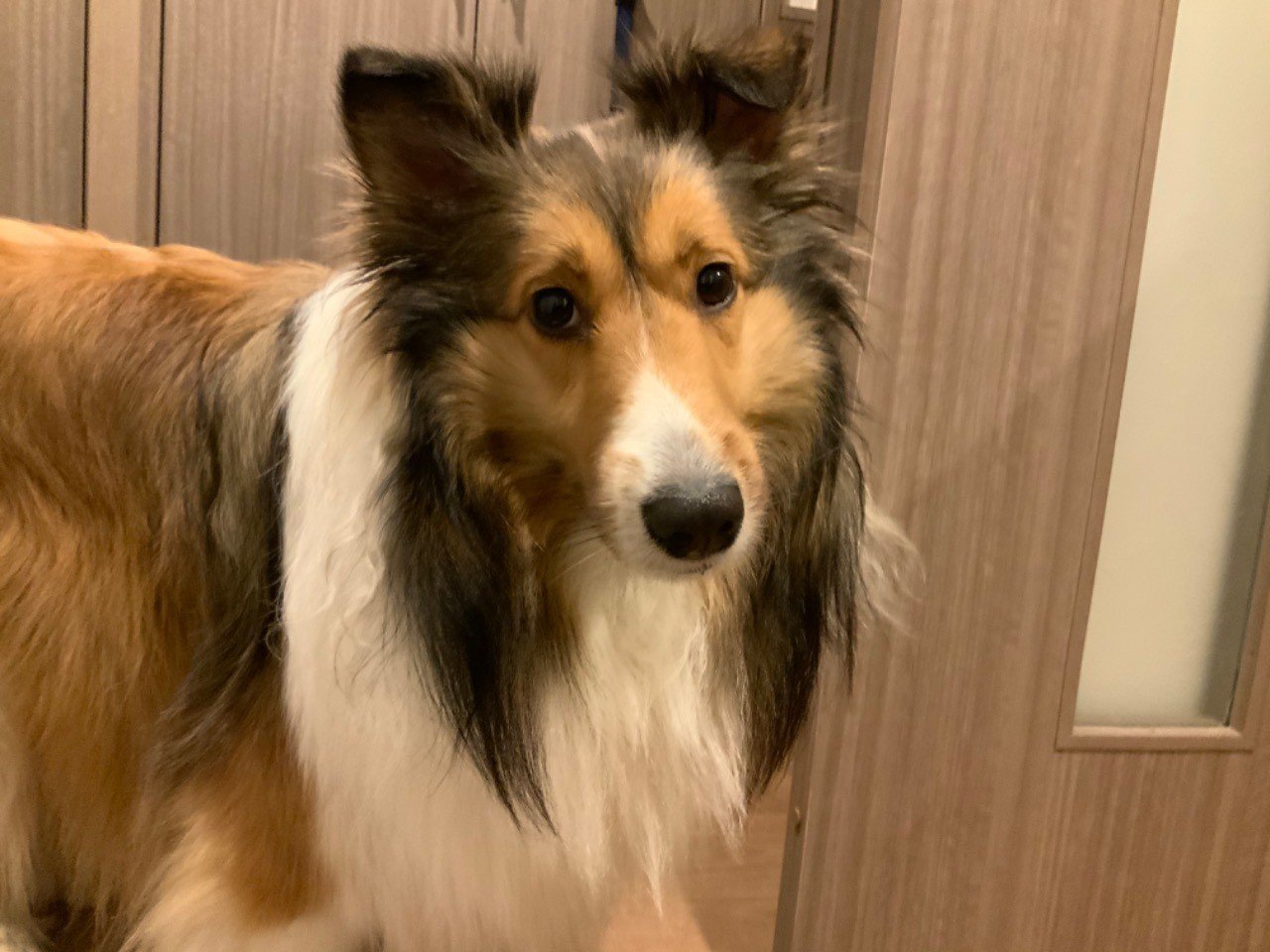 犬がかわいすぎてつらい 瀬野ひとみ Note