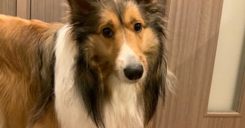 犬がかわいすぎてつらい 瀬野ひとみ Note