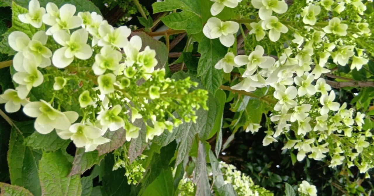 rectangle_large_type_2_0068a37