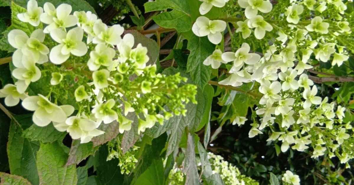 完売 【クリスマス花材】セピア色/カシワバアジサイ/紫陽花/百合の花殻