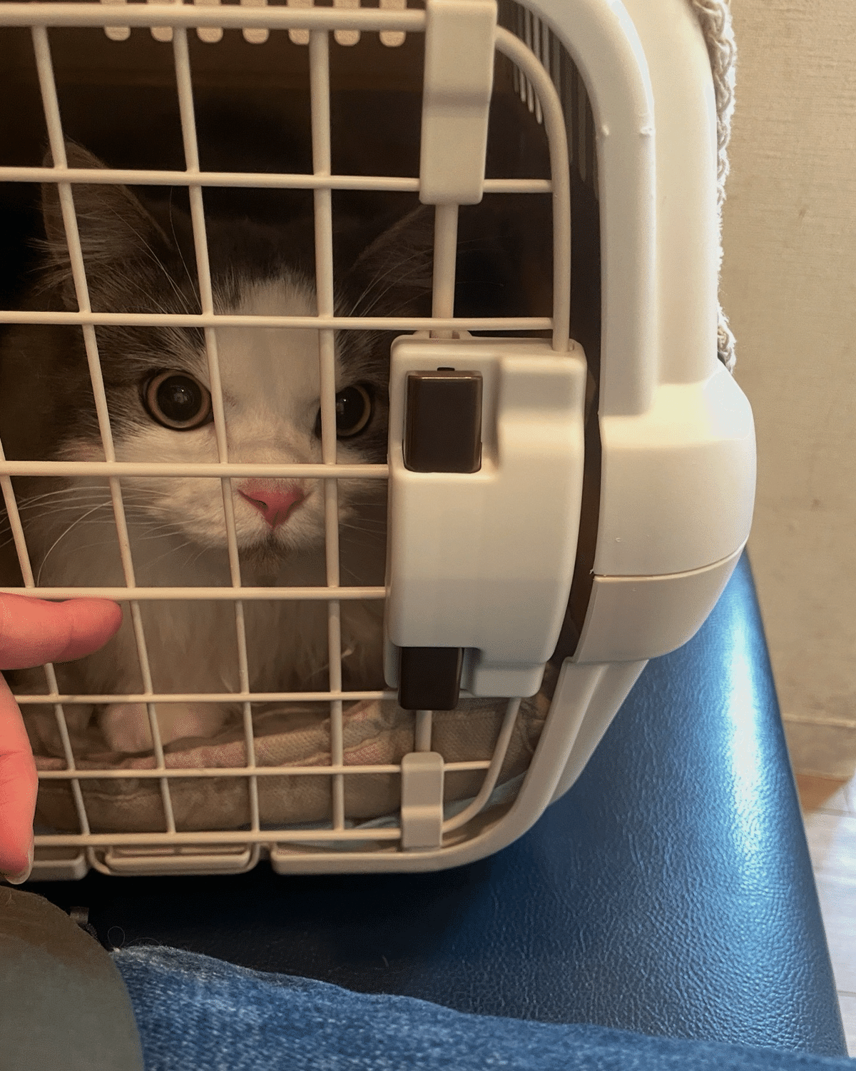 愛猫の誤飲、治療費など #最終回｜みちゅねこ