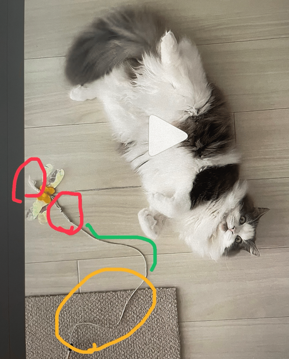 愛猫の誤飲、治療費など #最終回｜みちゅねこ