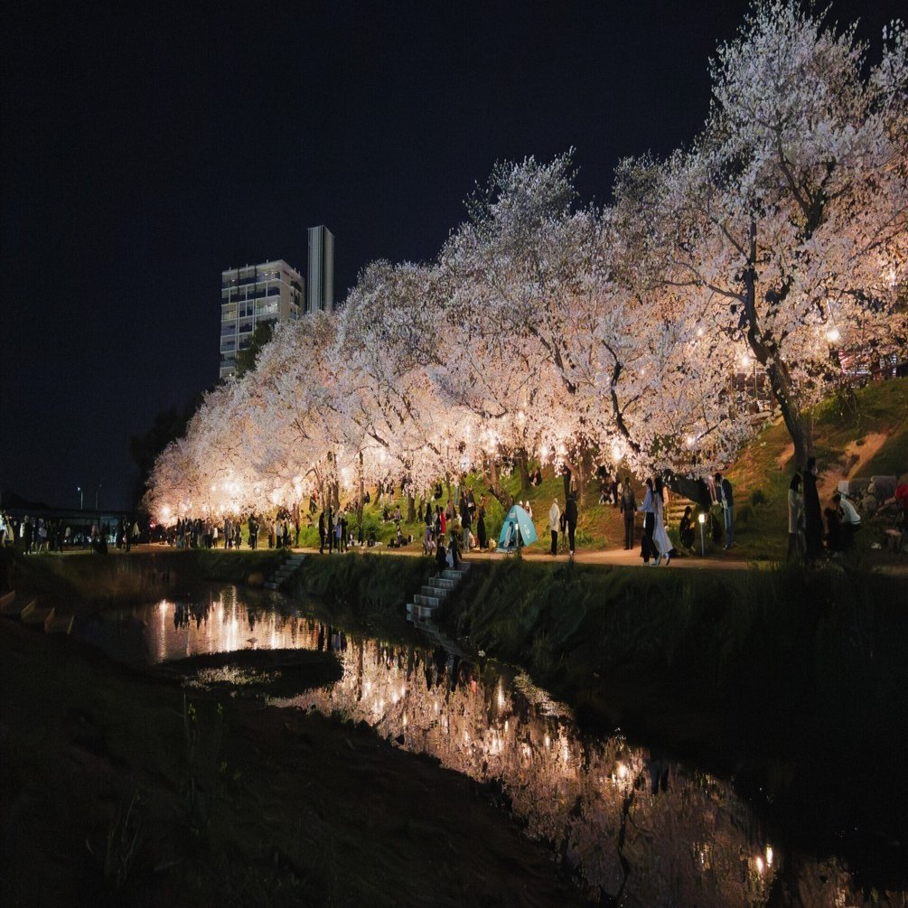 LUMIX S9で夜桜を撮った話｜イノウエノリユキ