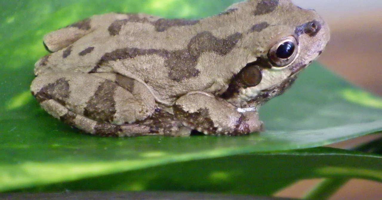 早く緑色になりたいニホンアマガエル｜調布市多摩川自然情報館