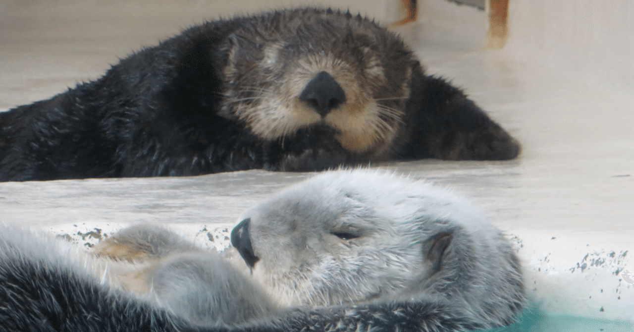 おすすめラッコ本まとめ｜Olivine