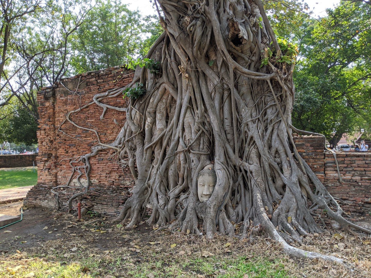 奇跡的に石になった木