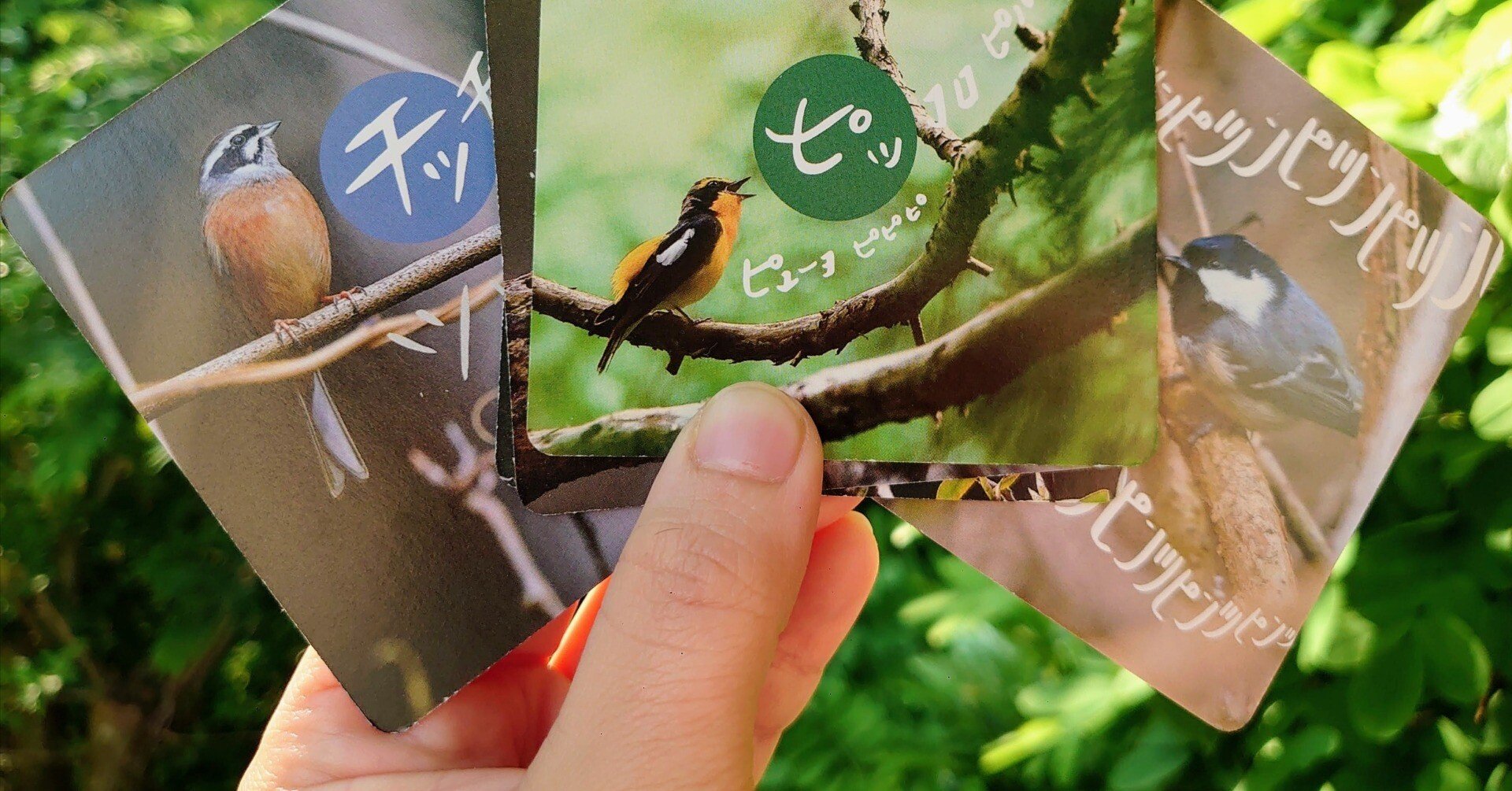 野鳥の声×かるた？「オクタマトリカルタ」開発ストーリー｜Megumi Goto