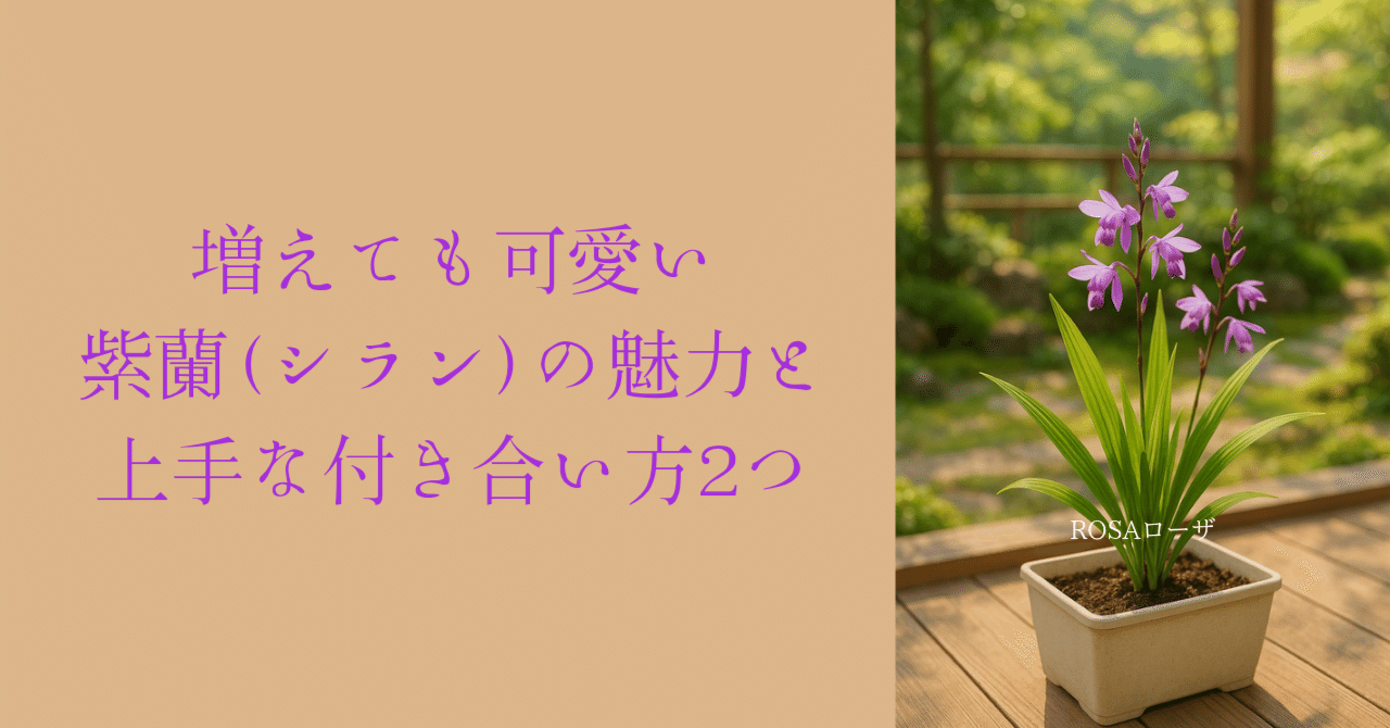 紫蘭（シラン）て知ってる？その魅力と上手な付き合い方2つ(紫蘭特集