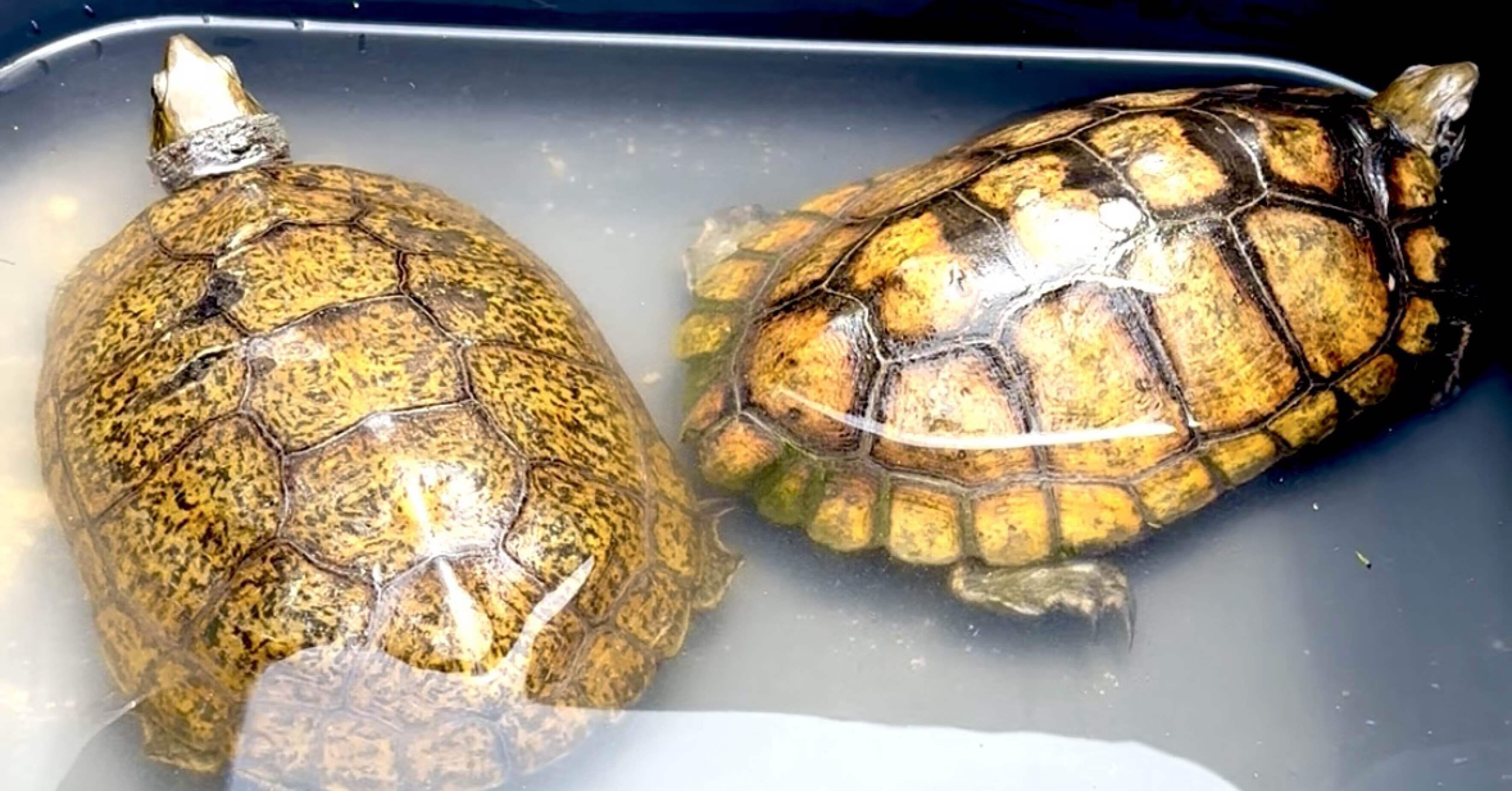 🙌嬉しい〜帰って来た亀ちゃん🐢｜からぽこ（karapoco）