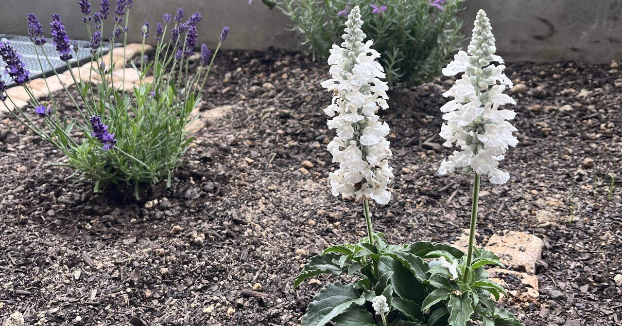 サルビアの生育日記｜だっぺ