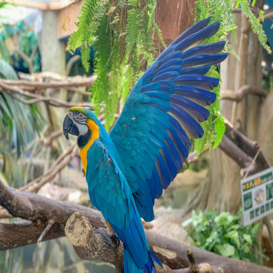 オウムインコデーって知っていますか！？｜那須どうぶつ王国公式note