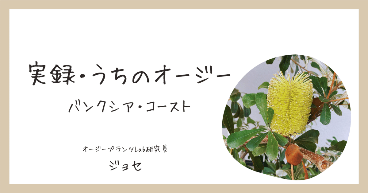 実録・うちのオージー｜バンクシア・コーストはタワシだけじゃ