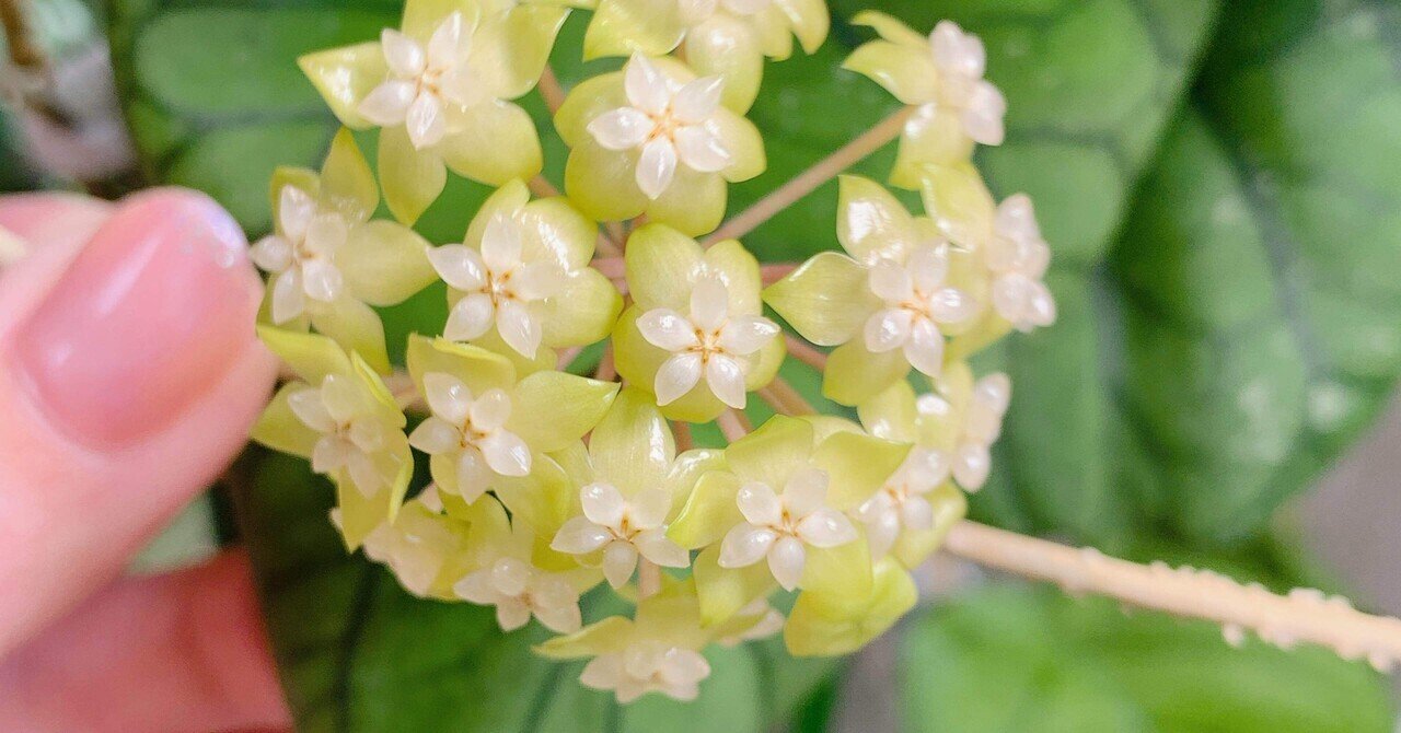 0724＊ホヤ ＊ Hoya ＊ メレディティー ＊meredithii hoya meredithii.jpg