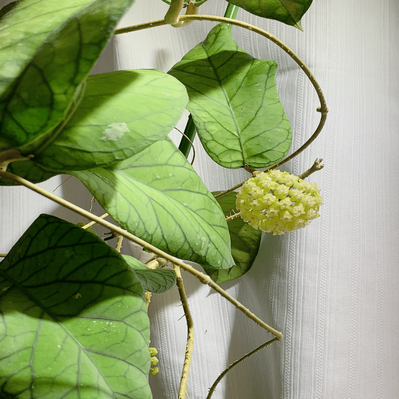 はじめてグリーン系のHoyaのお花が咲きました（Hoya meredithii)｜ホヤ