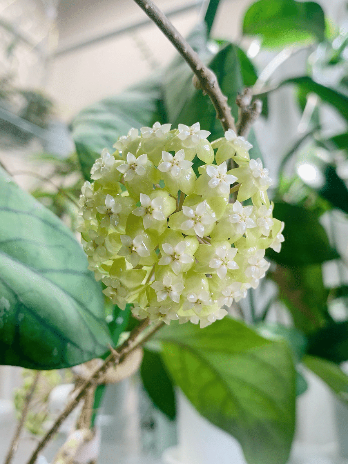 はじめてグリーン系のHoyaのお花が咲きました（Hoya meredithii