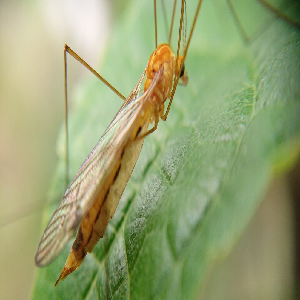 虫と回文：ガガンボ（と、物語）｜ぱぴりお(虫と回文)