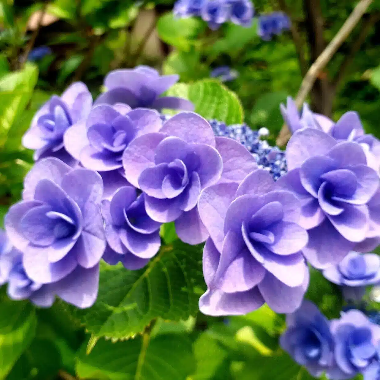 紫陽花