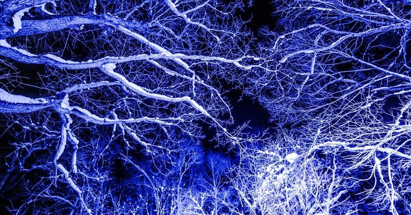 夜、雪の森を歩く。 （みんなのフォトギャラリー)
